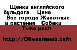 Щенки английского бульдога  › Цена ­ 60 000 - Все города Животные и растения » Собаки   . Тыва респ.